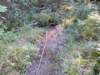 forestserviceroad001_small.jpg