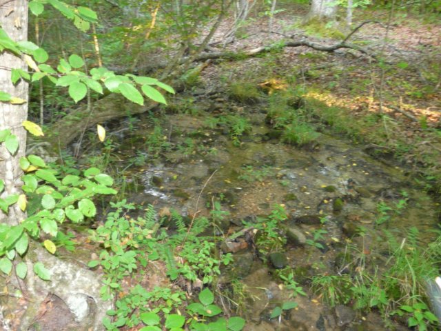 forestserviceroad002.jpg