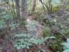 forestserviceroad003_small.jpg