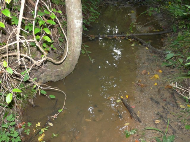 forestserviceroad005.jpg