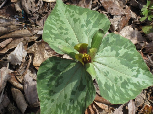 trillium.jpg