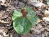 trillium2_small.jpg