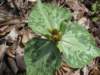 trillium_small.jpg