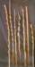 staves22_small.jpg