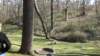 pinecrestbedandbreakfastashevillenc6_small.jpg