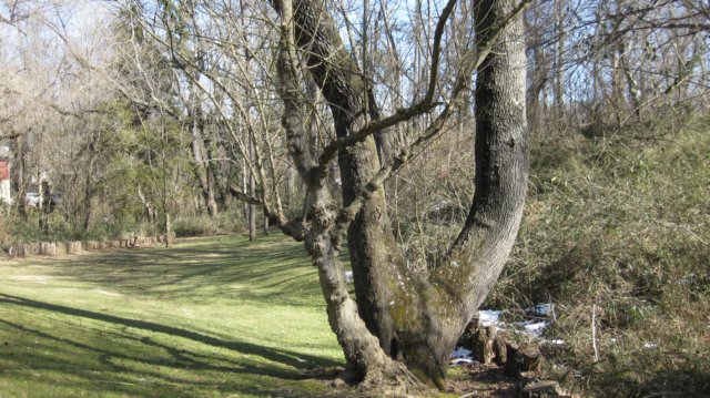 pinecrestbedandbreakfastashevillenc8.jpg