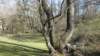 pinecrestbedandbreakfastashevillenc8_small.jpg
